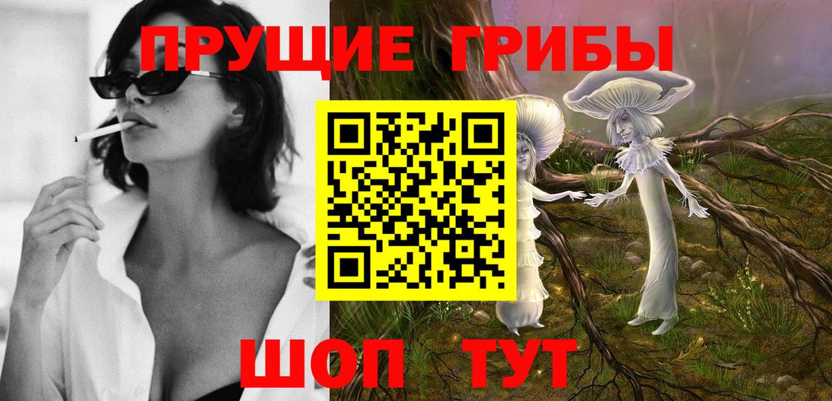 Псилоцибиновые грибы Psilocybine cubensis  Псилоцибиновые грибы прущие грибы  Гатчина 